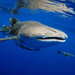 オンライン体験ダイビング