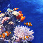 オンライン体験ダイビング