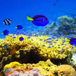 オンライン体験ダイビング