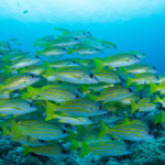 オンライン体験ダイビング